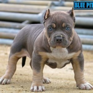 blue pit puppies for sale