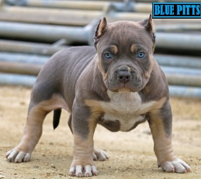 Purebred pitbull puppies for sale 